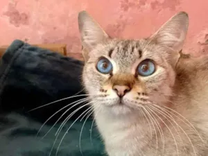 Gato raça SRD-ViraLata idade 1 ano nome Clara