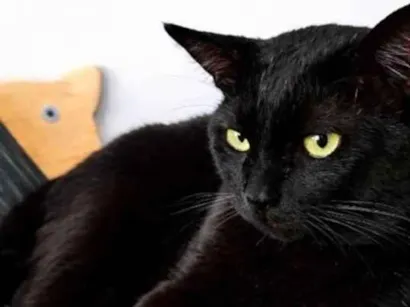 Gato raça SRD-ViraLata idade 3 anos nome Norí