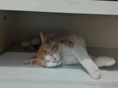 Gato raça SRD-ViraLata idade 7 a 11 meses nome Jessi