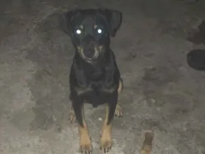 Cachorro raça Pinscher idade 2 a 6 meses nome Henrique 