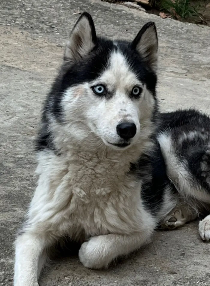 Cachorro raça Husky Siberiano idade 2 anos nome Jade