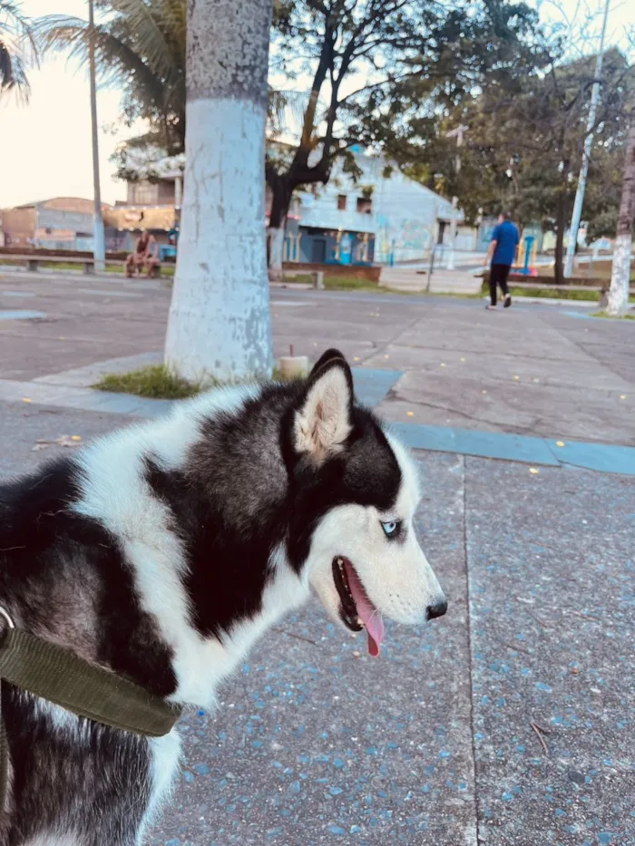 Cachorro raça Husky Siberiano idade 2 anos nome Jade