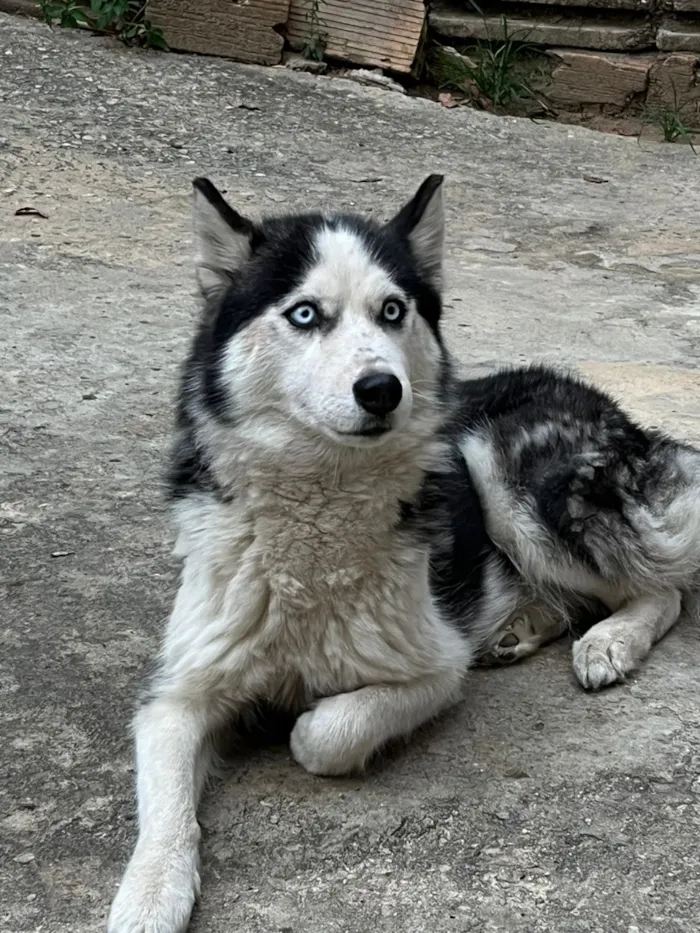 Cachorro raça Husky Siberiano idade 2 anos nome Jade