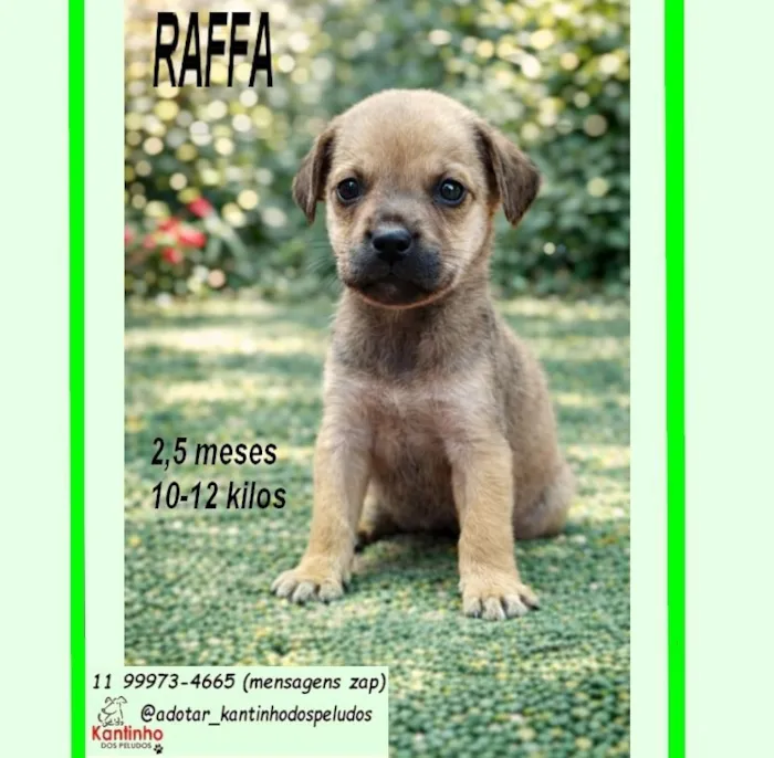 Cachorro raça SRD-ViraLata idade 2 a 6 meses nome RAFFA