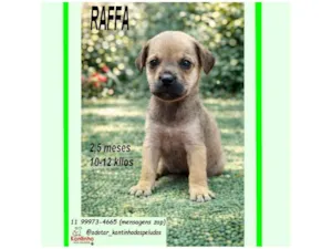 Cachorro raça SRD-ViraLata idade 2 a 6 meses nome RAFFA