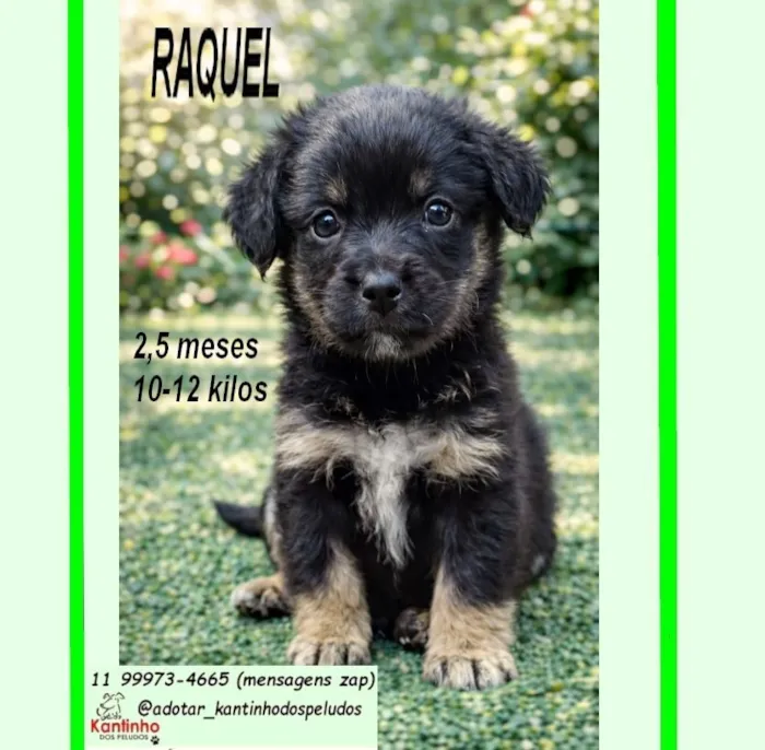 Cachorro raça SRD-ViraLata idade 2 a 6 meses nome RAQUEL