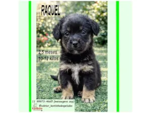 Cachorro raça SRD-ViraLata idade 2 a 6 meses nome RAQUEL