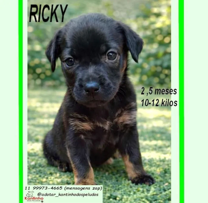 Cachorro raça SRD-ViraLata idade 2 a 6 meses nome RICKY