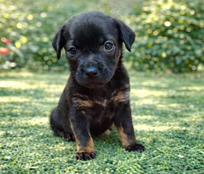 Cachorro raça SRD-ViraLata idade 2 a 6 meses nome RICKY