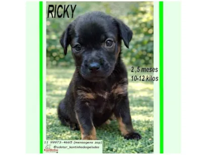 Cachorro raça SRD-ViraLata idade 2 a 6 meses nome RICKY