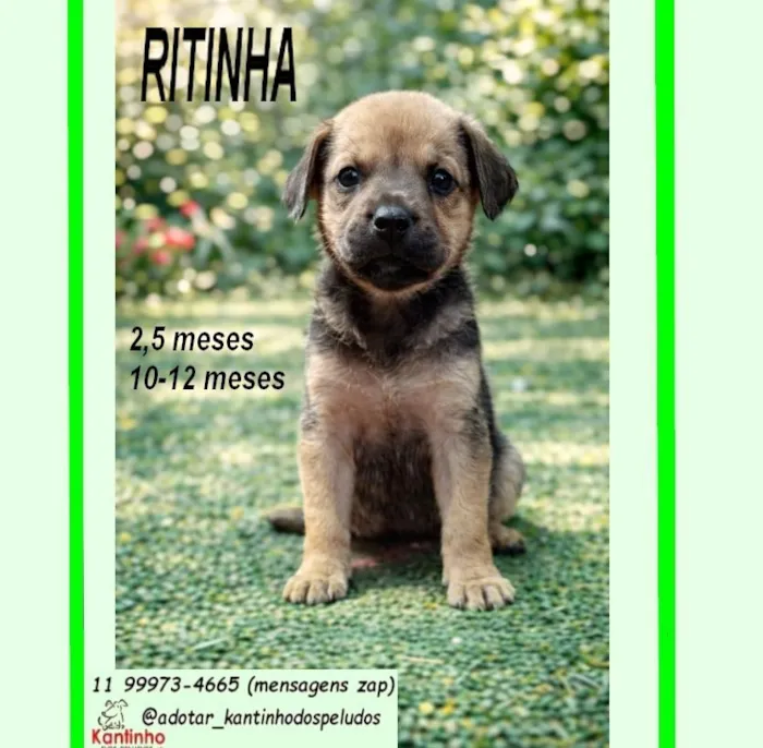 Cachorro raça SRD-ViraLata idade 2 a 6 meses nome RITINHA