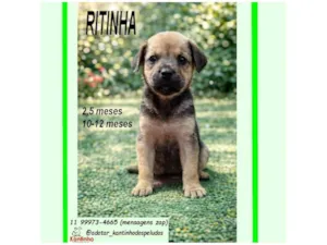 Cachorro raça SRD-ViraLata idade 2 a 6 meses nome RITINHA