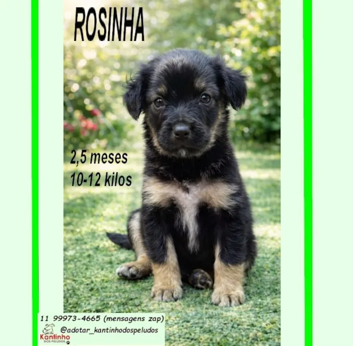 Cachorro raça SRD-ViraLata idade 2 a 6 meses nome ROSINHA