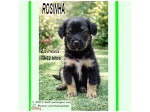 Cachorro raça SRD-ViraLata idade 2 a 6 meses nome ROSINHA