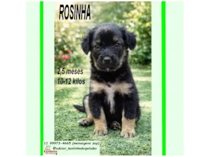 Cachorro raça SRD-ViraLata idade 2 a 6 meses nome ROSINHA
