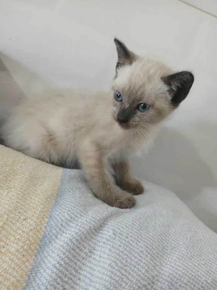 Gato raça Siamês idade 2 a 6 meses nome sem nomes
