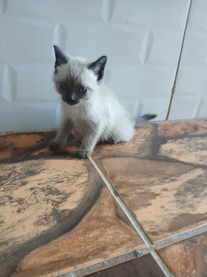 Gato raça Siamês idade 2 a 6 meses nome sem nomes