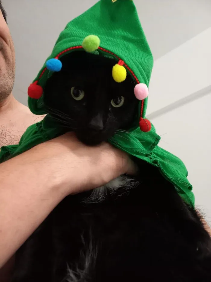 Gato raça SRD-ViraLata idade 5 anos nome Júlio