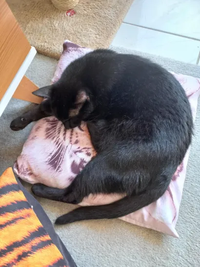 Gato raça SRD-ViraLata idade 5 anos nome Júlio