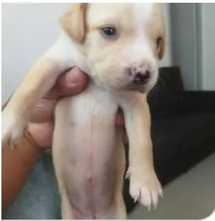 Cachorro raça SRD-ViraLata idade Abaixo de 2 meses nome pérola e Sírius 