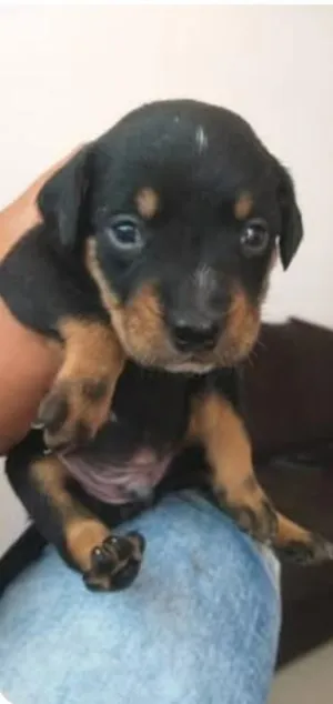Cachorro raça SRD-ViraLata idade Abaixo de 2 meses nome pérola e Sírius 