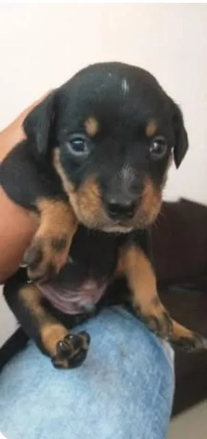 Cachorro raça SRD-ViraLata idade Abaixo de 2 meses nome pérola e Sírius 