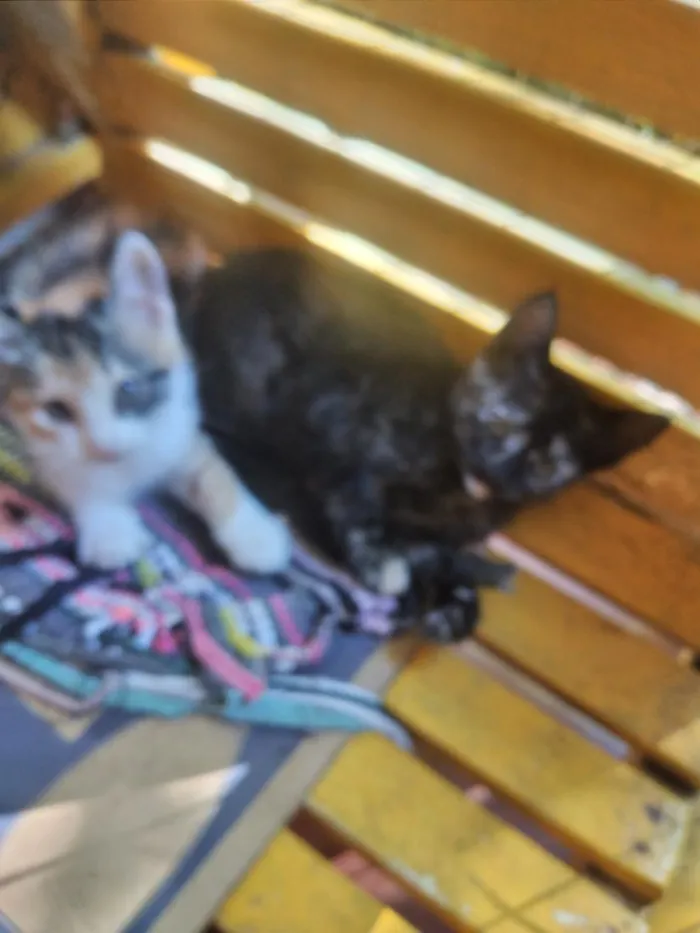 Gato raça SRD-ViraLata idade 2 a 6 meses nome gatinhos lindos