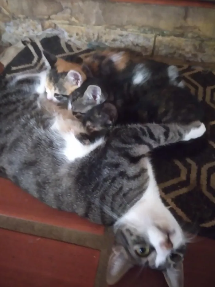 Gato raça SRD-ViraLata idade 2 a 6 meses nome gatinhos lindos