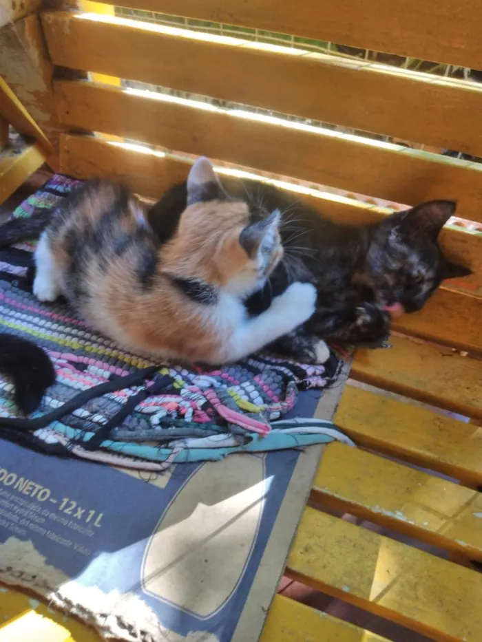 Gato raça SRD-ViraLata idade 2 a 6 meses nome gatinhos lindos