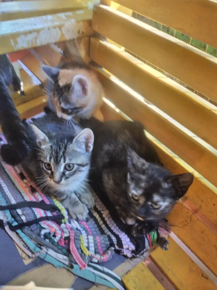 Gato raça SRD-ViraLata idade 2 a 6 meses nome gatinhos lindos