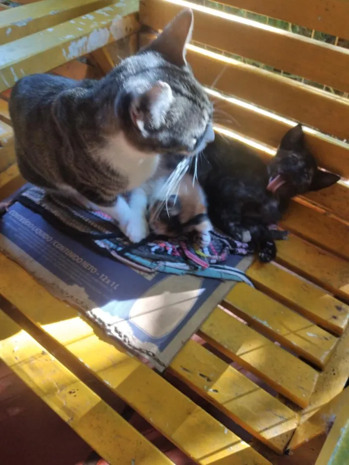 Gato raça SRD-ViraLata idade 2 a 6 meses nome gatinhos lindos