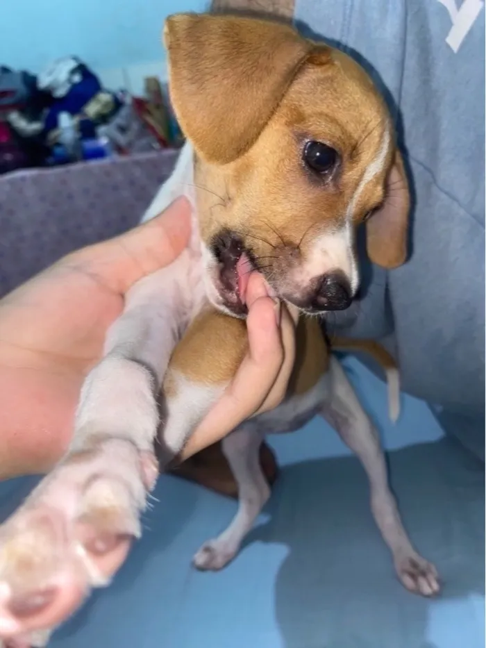 Cachorro raça SRD-ViraLata idade 2 a 6 meses nome NINA