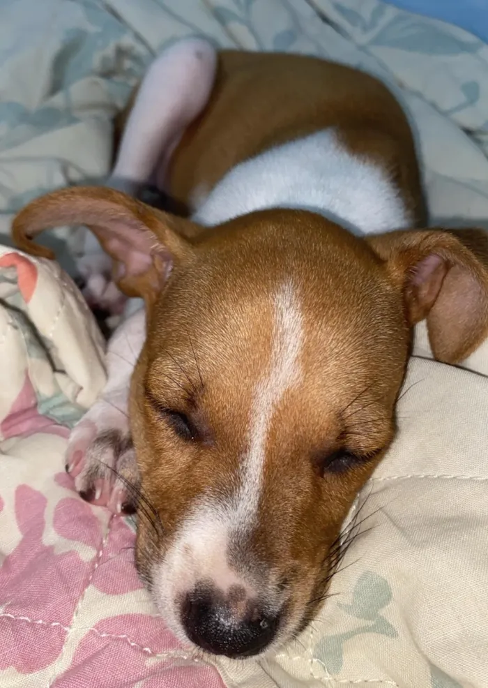 Cachorro raça SRD-ViraLata idade 2 a 6 meses nome NINA