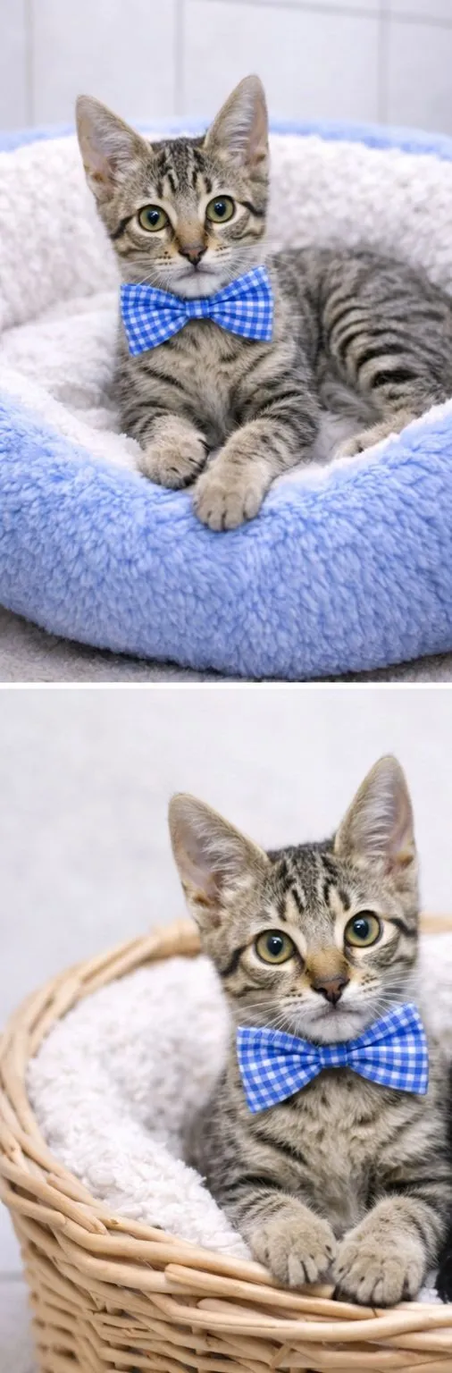 Gato raça SRD-ViraLata idade 2 a 6 meses nome  Fred