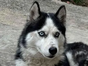 Cachorro raça Husky Siberiano idade 2 anos nome Jade