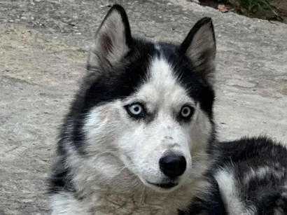 Cachorro raça Husky Siberiano idade 2 anos nome Jade