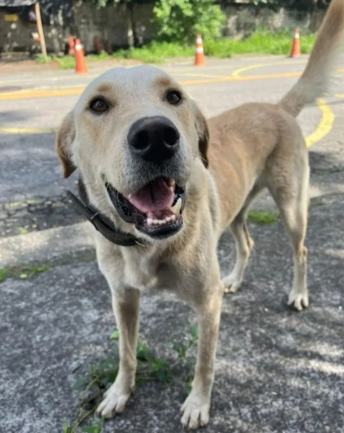 Cachorro raça SRD-ViraLata idade 4 anos nome Bob