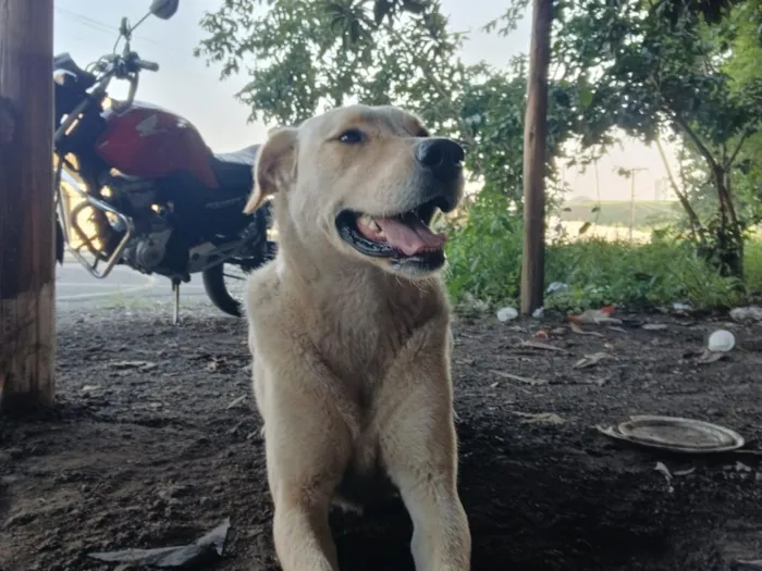 Cachorro raça SRD-ViraLata idade 4 anos nome Bob