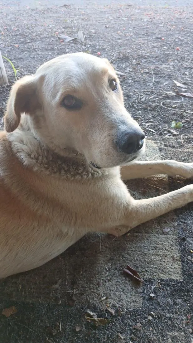 Cachorro raça SRD-ViraLata idade 4 anos nome Bob