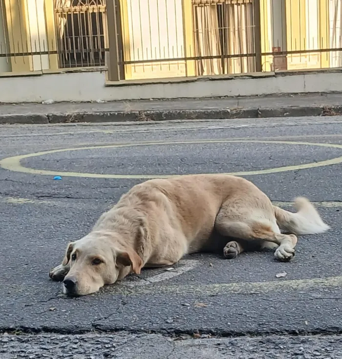 Cachorro raça SRD-ViraLata idade 4 anos nome Bob