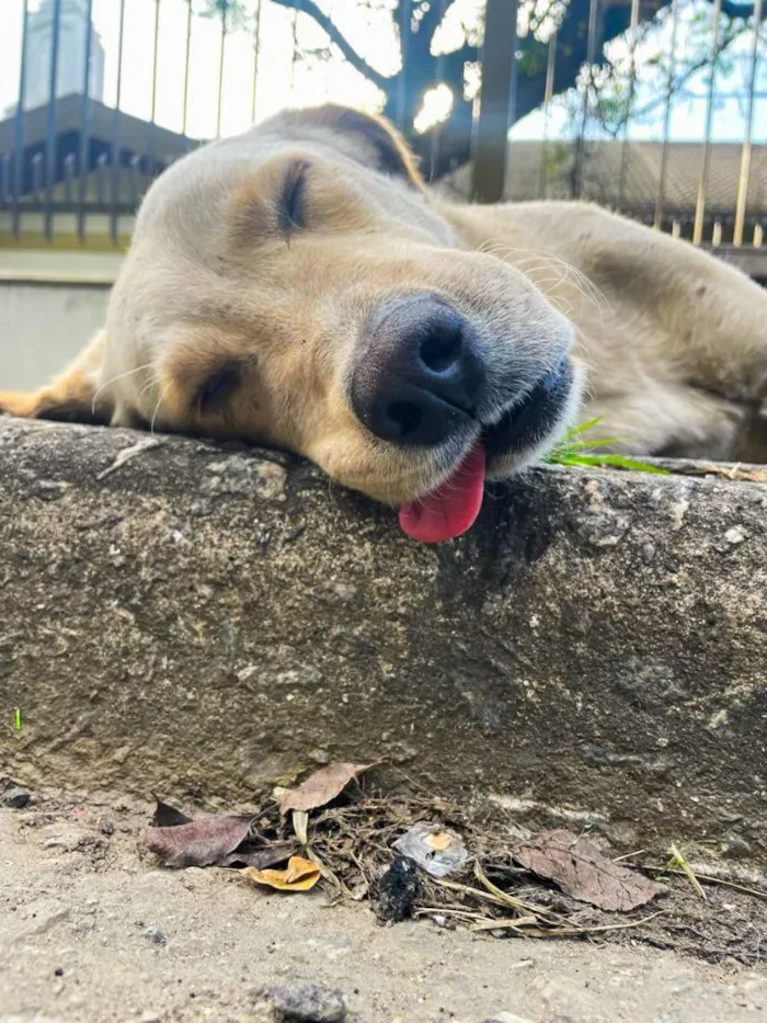 Cachorro raça SRD-ViraLata idade 4 anos nome Bob