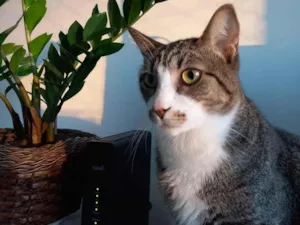 Gato raça SRD-ViraLata idade 4 anos nome Eddy