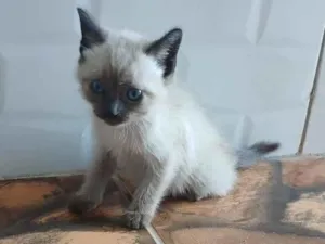 Gato raça Siamês idade 2 a 6 meses nome sem nomes