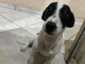 Cachorro raça SRD-ViraLata idade 2 a 6 meses nome Mel