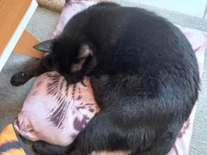 Gato raça SRD-ViraLata idade 5 anos nome Júlio