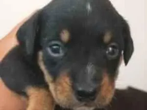 Cachorro raça SRD-ViraLata idade Abaixo de 2 meses nome pérola e Sírius 
