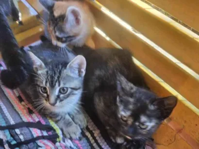 Gato raça SRD-ViraLata idade 2 a 6 meses nome gatinhos lindos