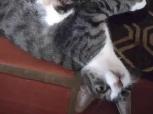 Gato raça SRD-ViraLata idade Abaixo de 2 meses nome gatinhos lindos