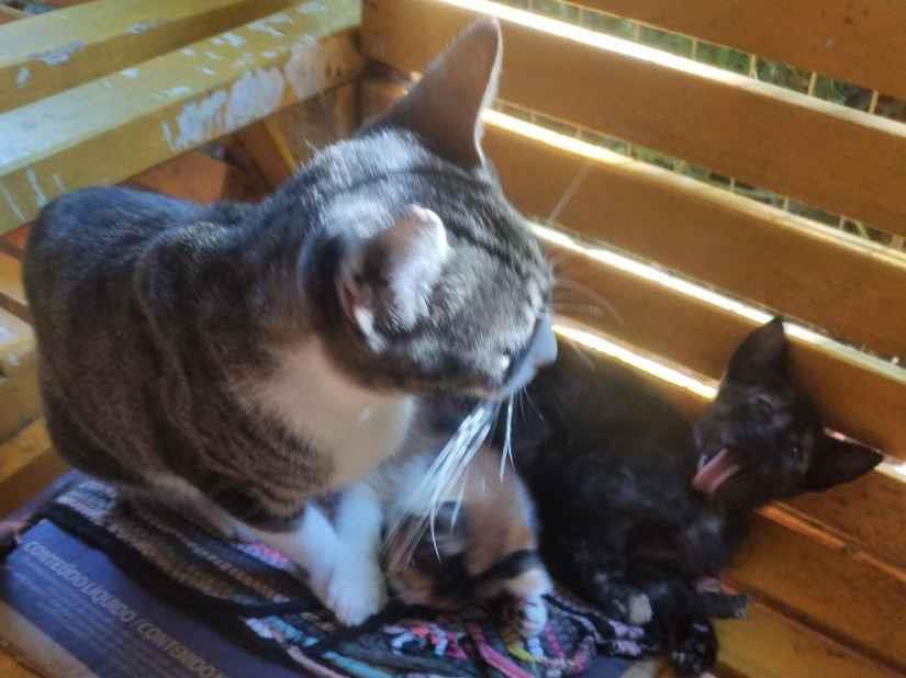 gatinhos lindos - Taquara