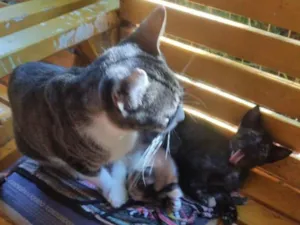 Gato raça SRD-ViraLata idade 2 a 6 meses nome gatinhos lindos